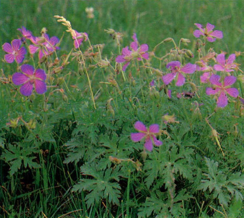 藍(lán)花老鸛草