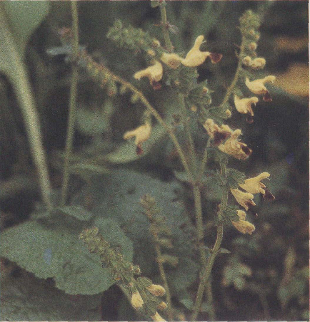 黃花鼠尾草