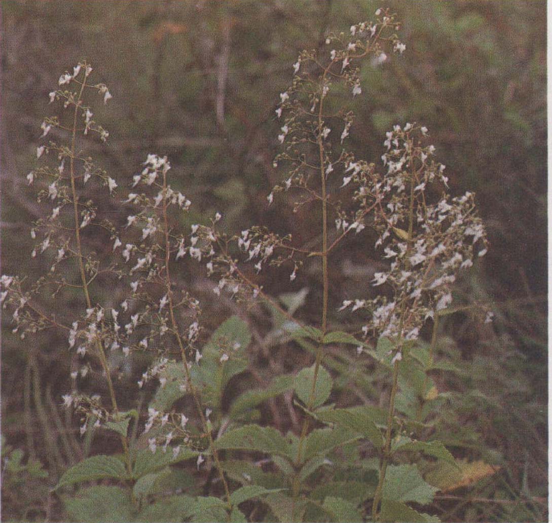 線紋香茶菜