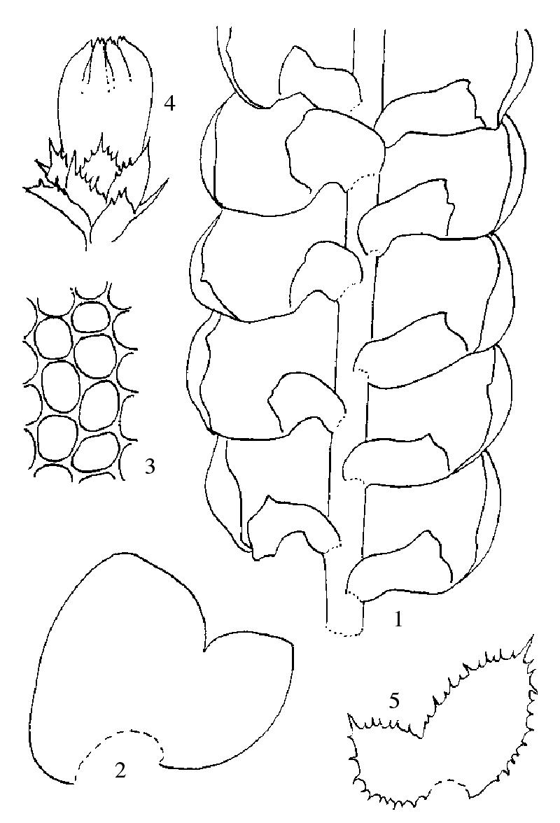 石生挺葉苔