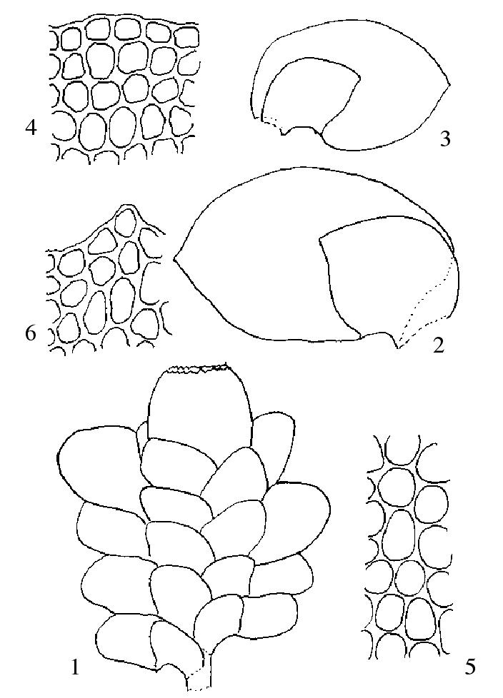 短合葉苔