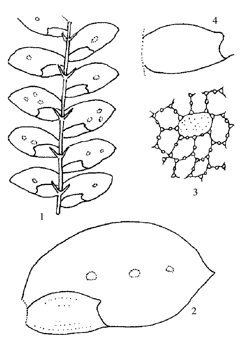 尖葉薄鱗苔