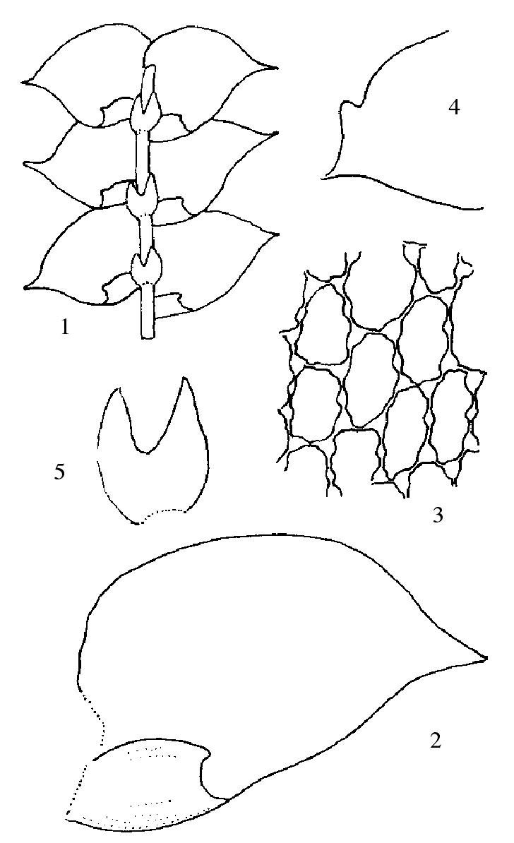 蹄叶齿鳞苔