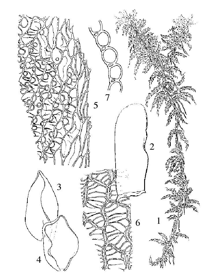 多紋泥炭蘚