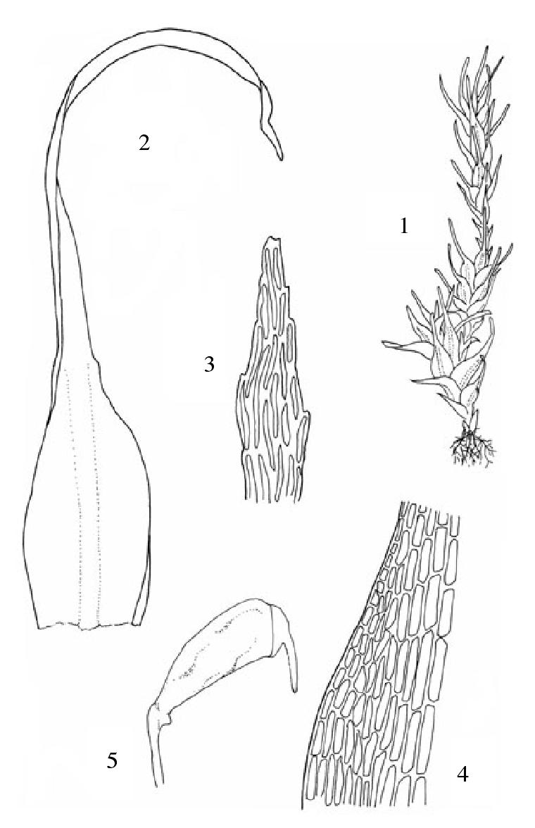 短頸小曲尾蘚