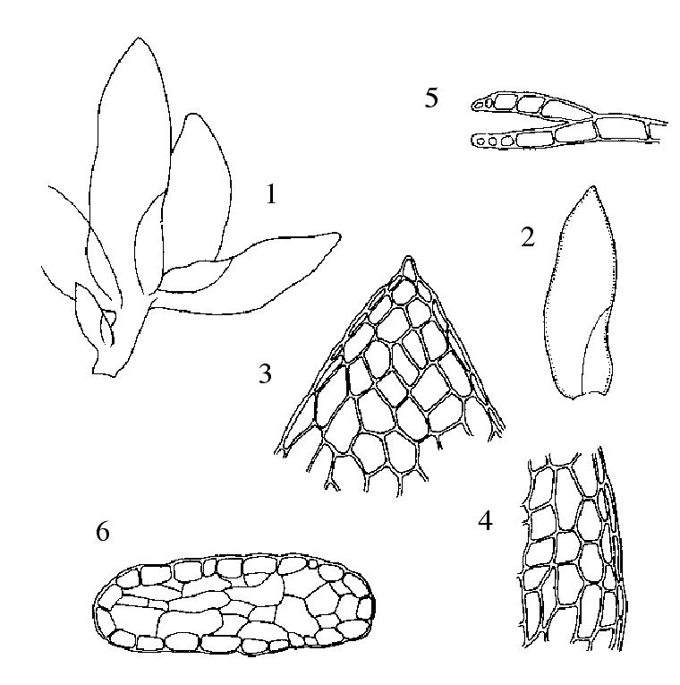 透明鳳尾蘚