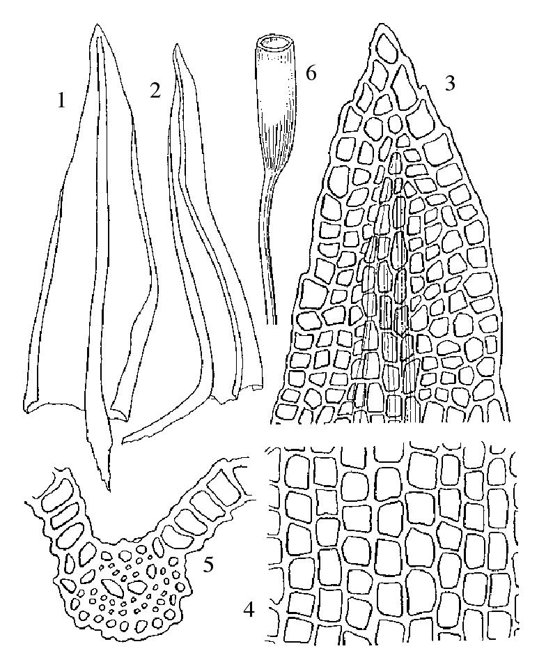 细叶石灰藓