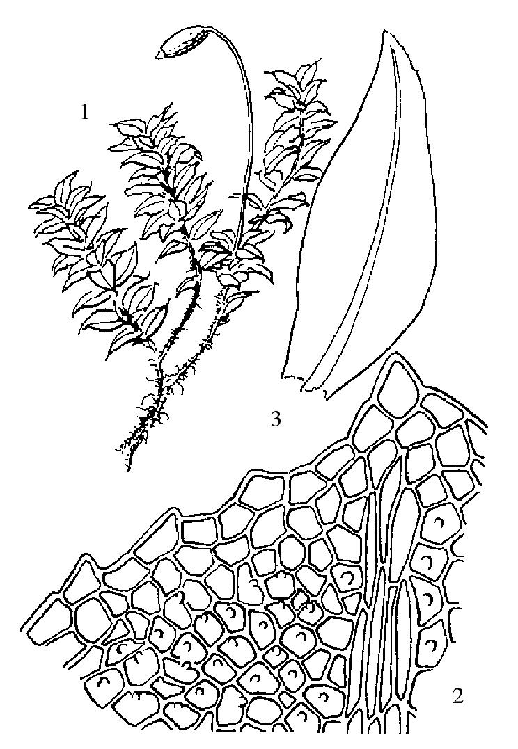 異枝皺蒴蘚