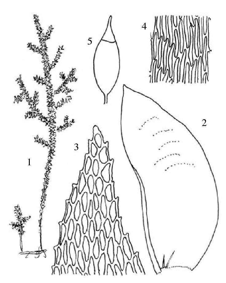 矮平藓