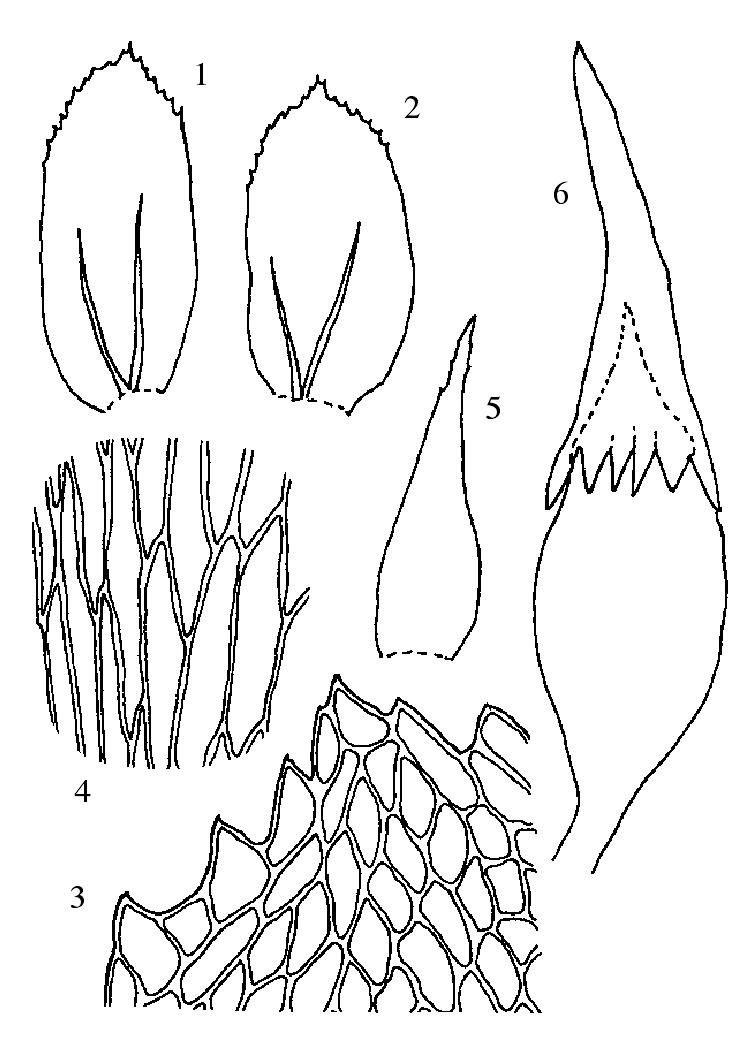 無(wú)疣強(qiáng)肋蘚