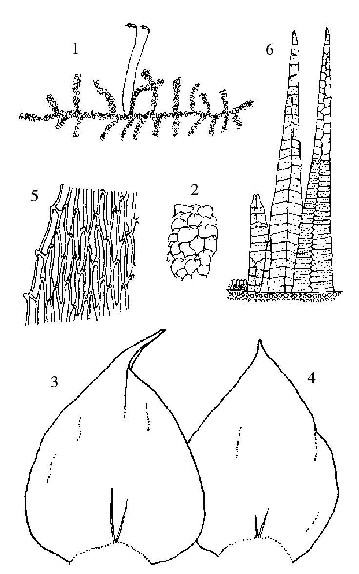 尖叶油藓