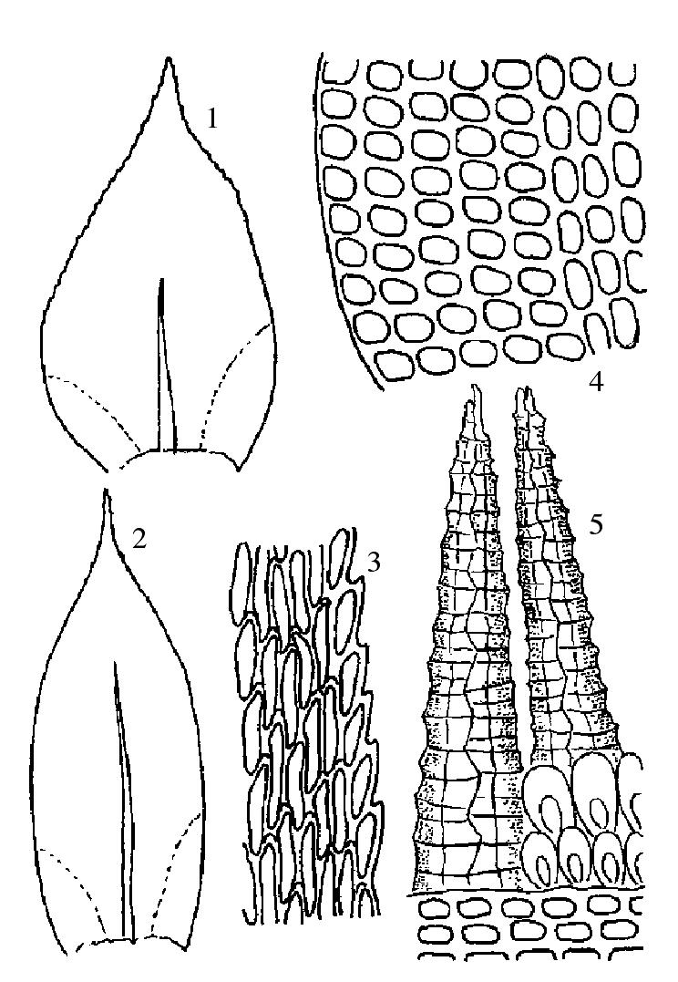 毛尖碎米藓