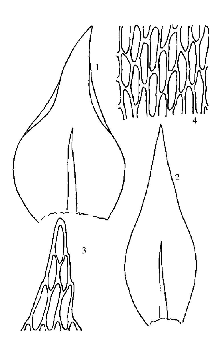 柳叶反齿藓