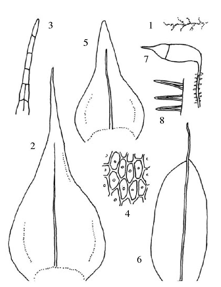 东亚小羽藓