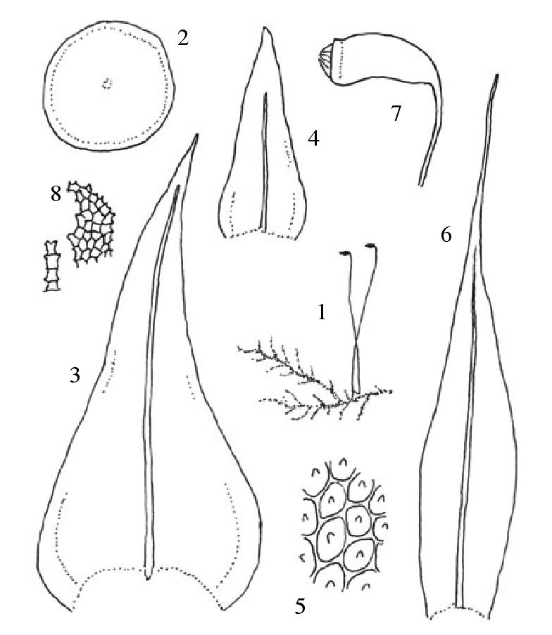 密毛细羽藓