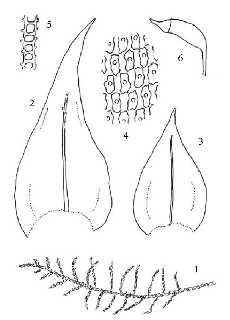 東亞硬羽蘚