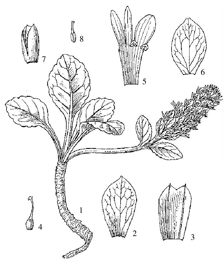 革叶兔耳草