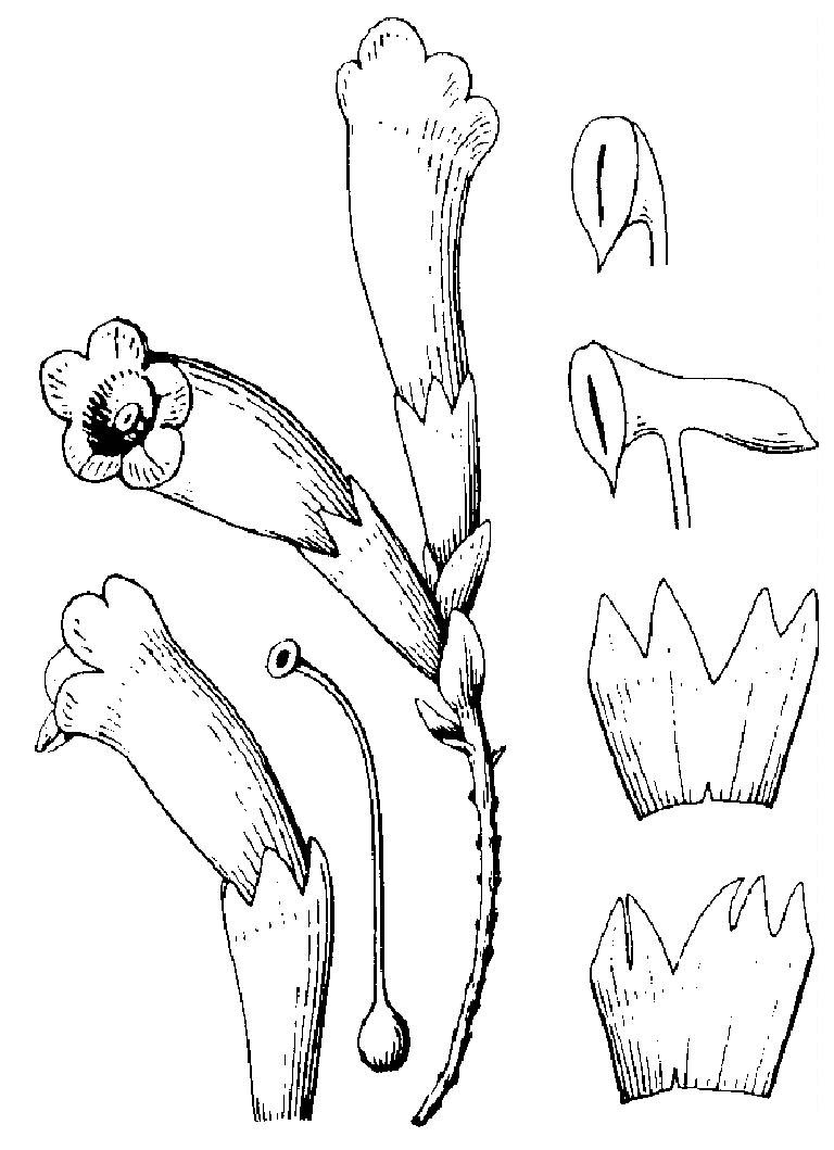 假野菰