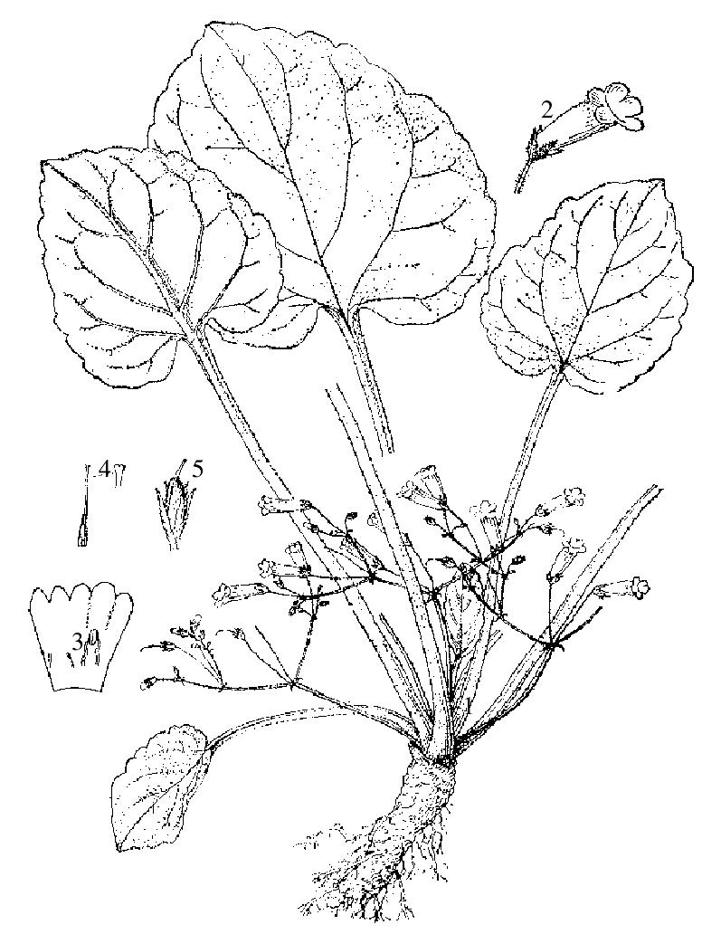 小花苣苔