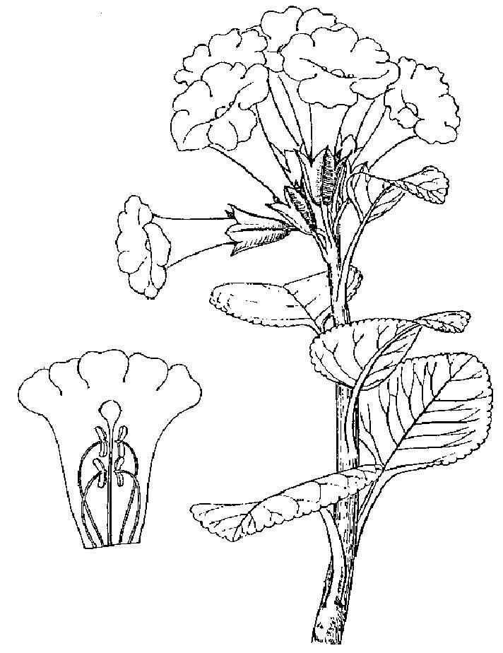 單葉波羅花