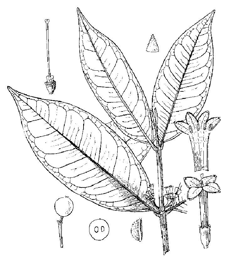 厚梗染木樹