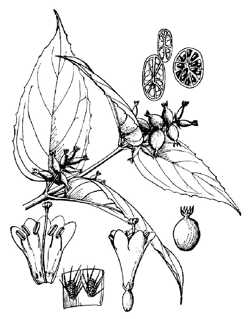 纖細(xì)鬼吹簫