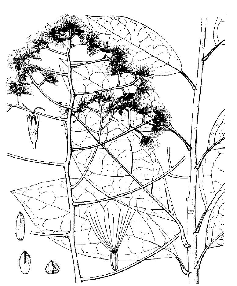 林生斑鳩菊