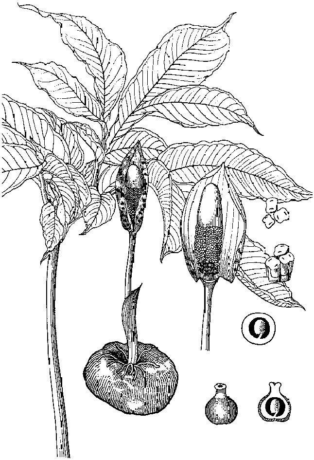 攸樂磨芋