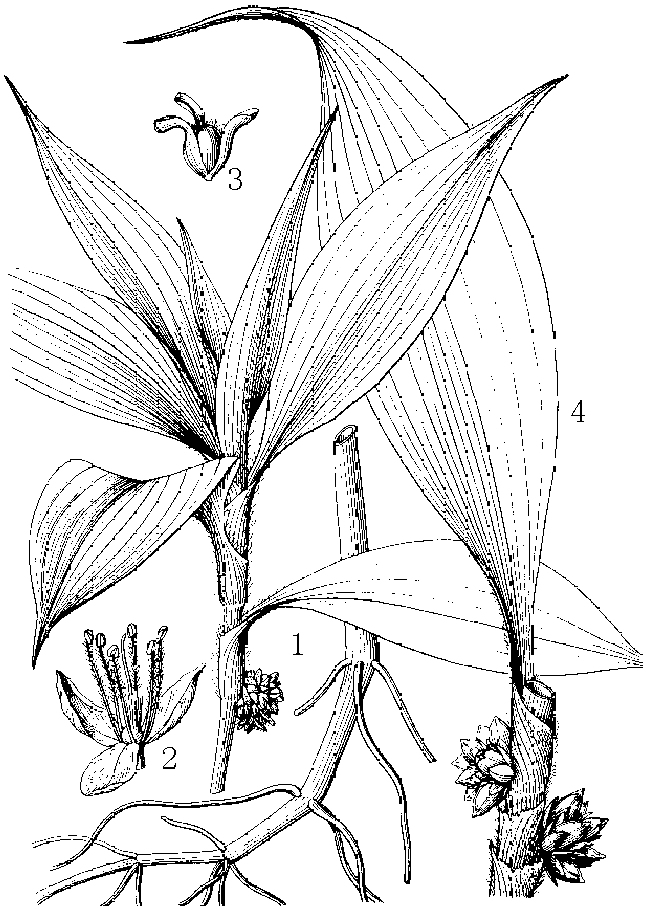 尖果穿鞘花