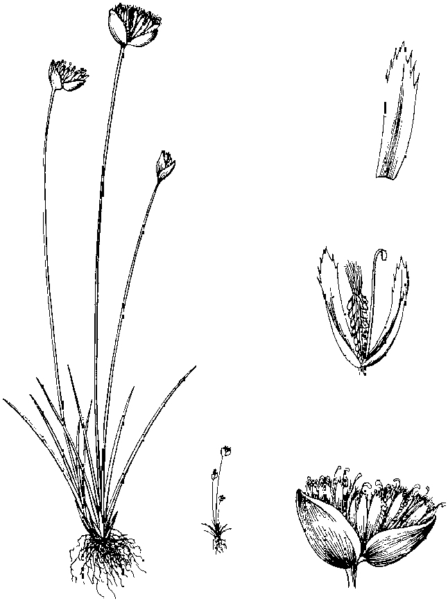 刺鱗草