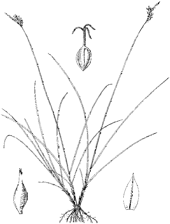 類短尖薹草