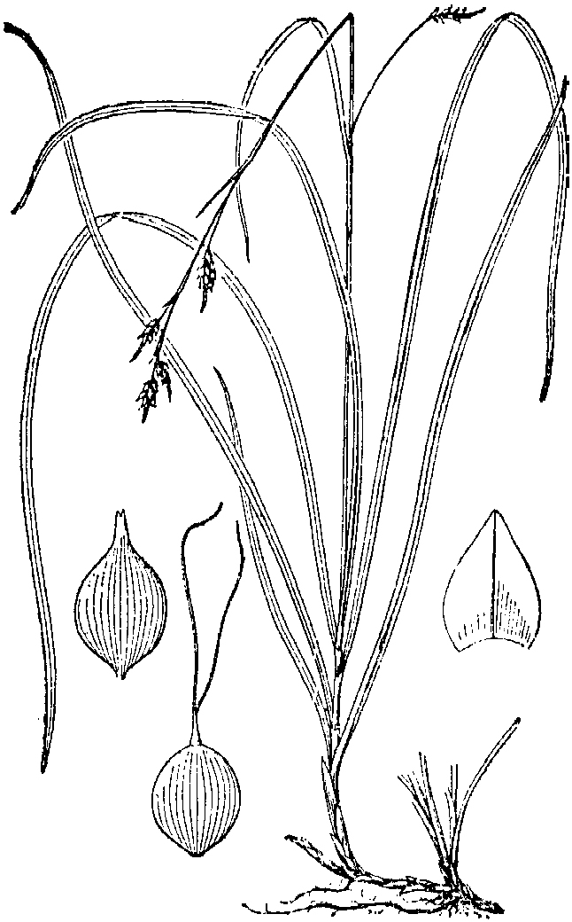 仙臺(tái)薹草