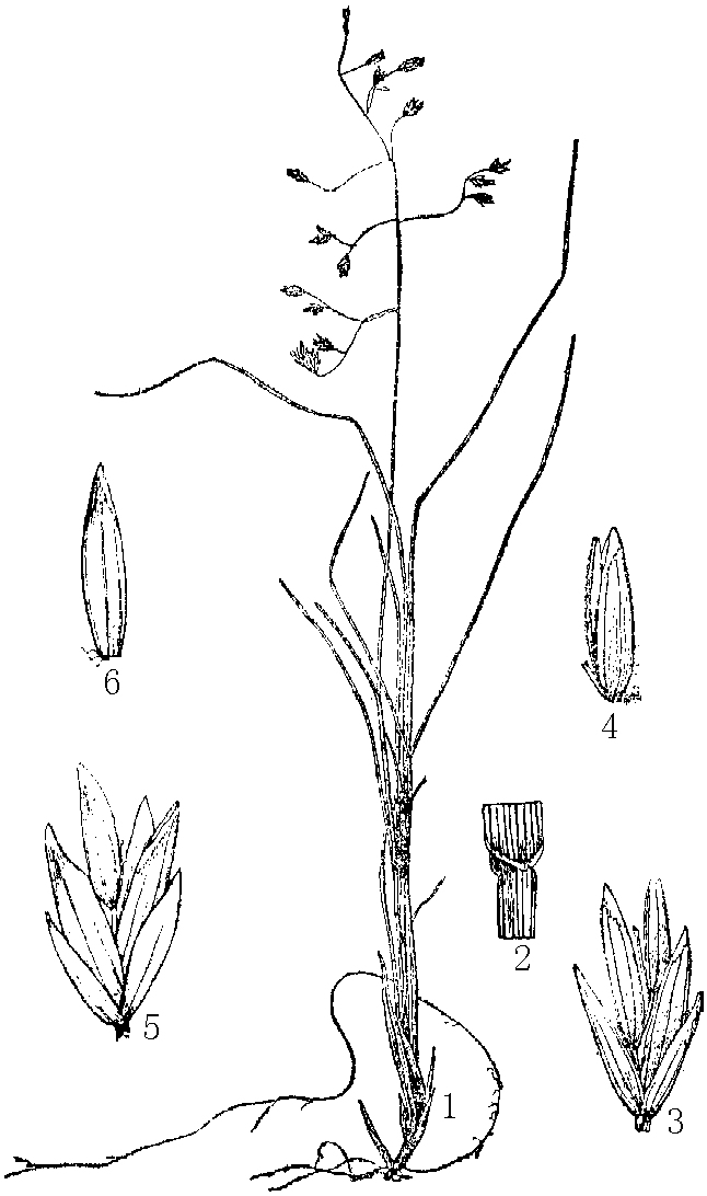 疏花早熟禾