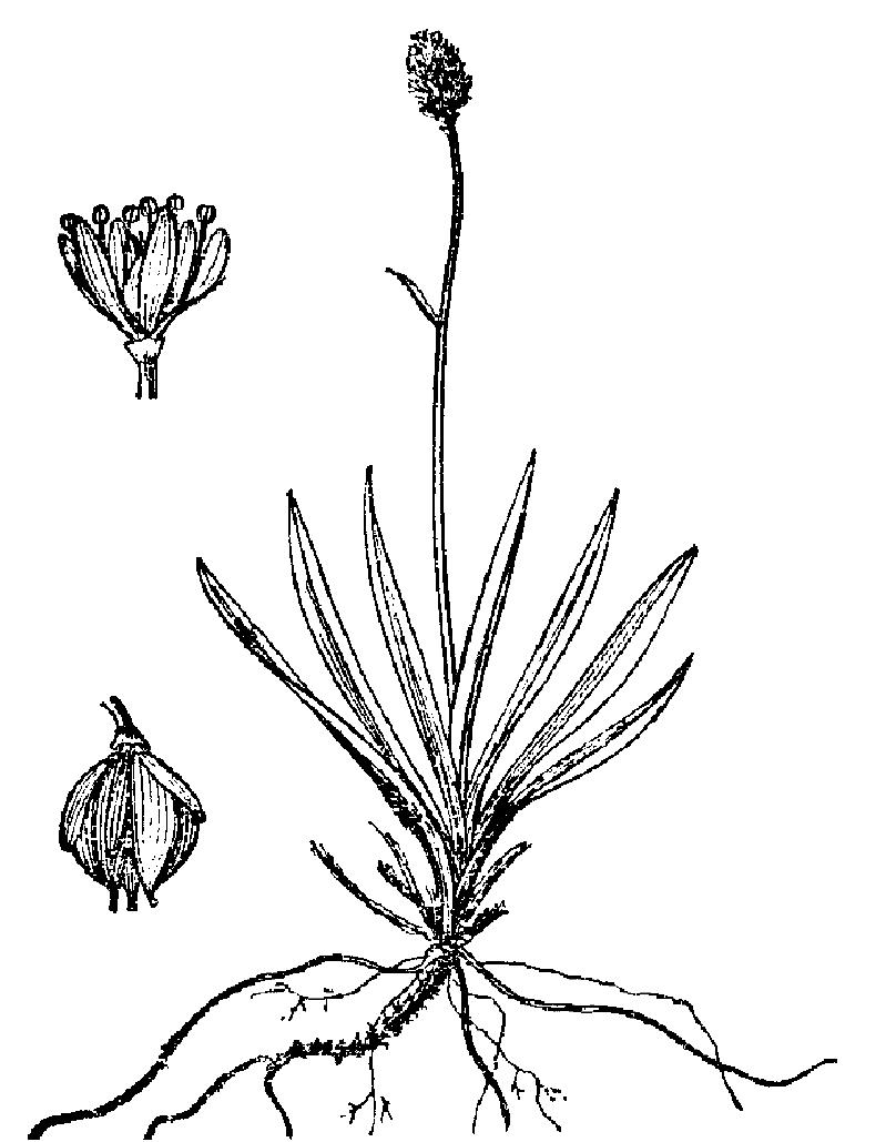 长白岩菖蒲