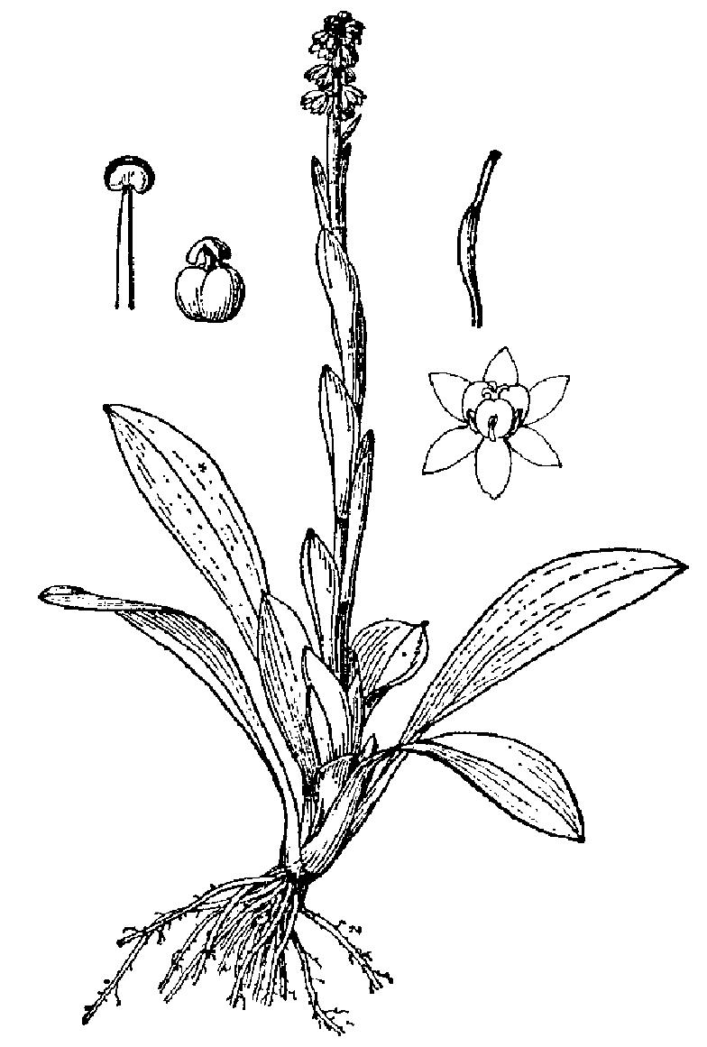 云南丫蕊花