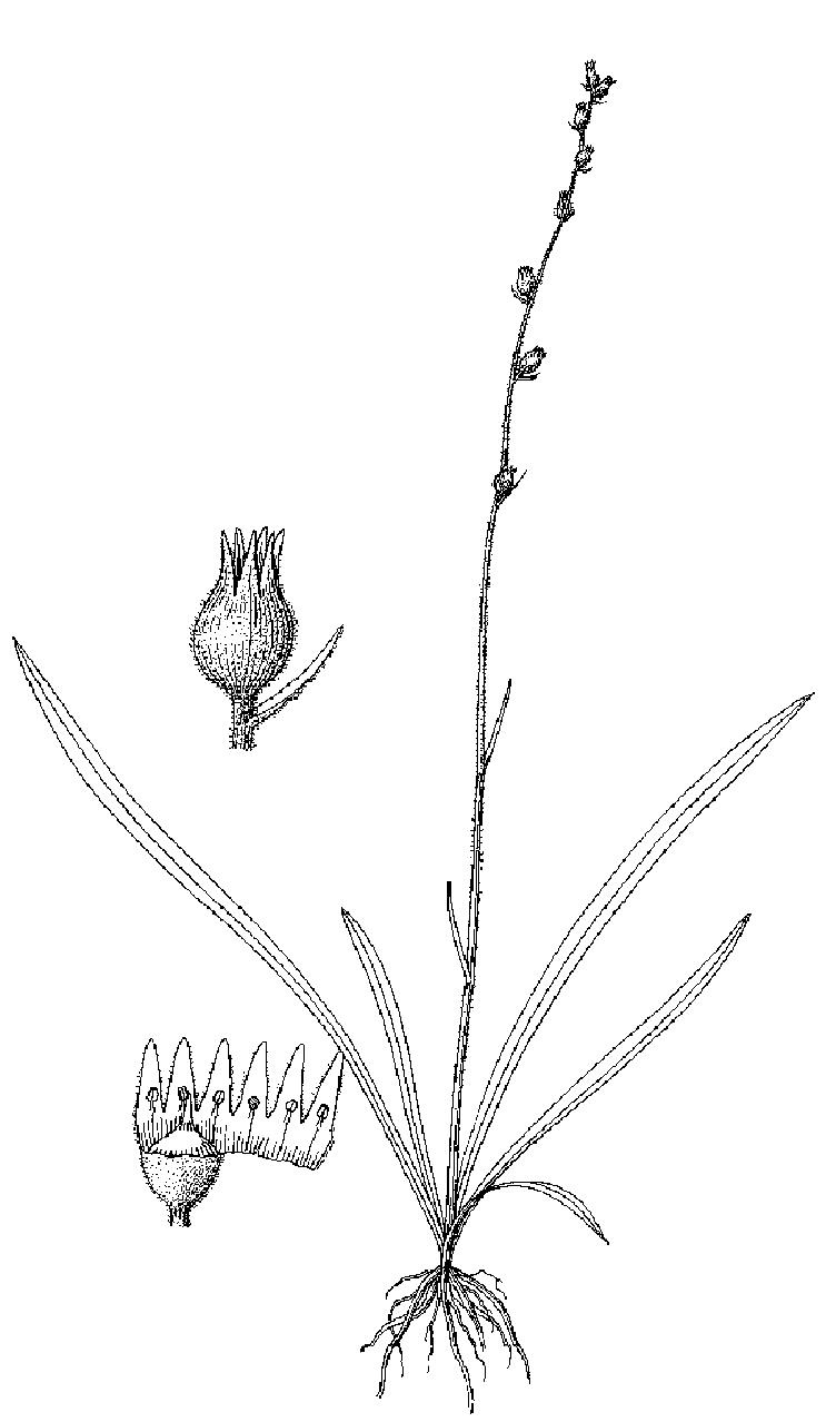 短柄粉條兒菜