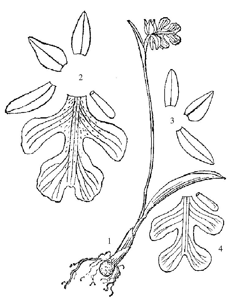 黄花无柱兰