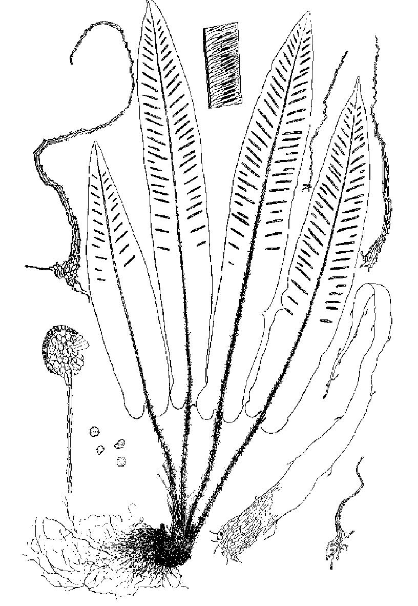 對(duì)開蕨