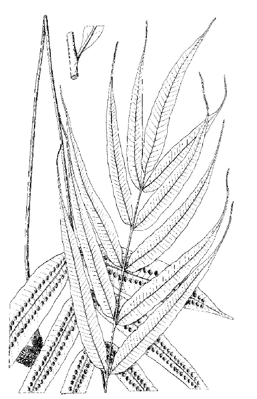 狹羽節(jié)肢蕨