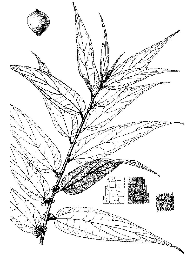 银毛叶山黄麻