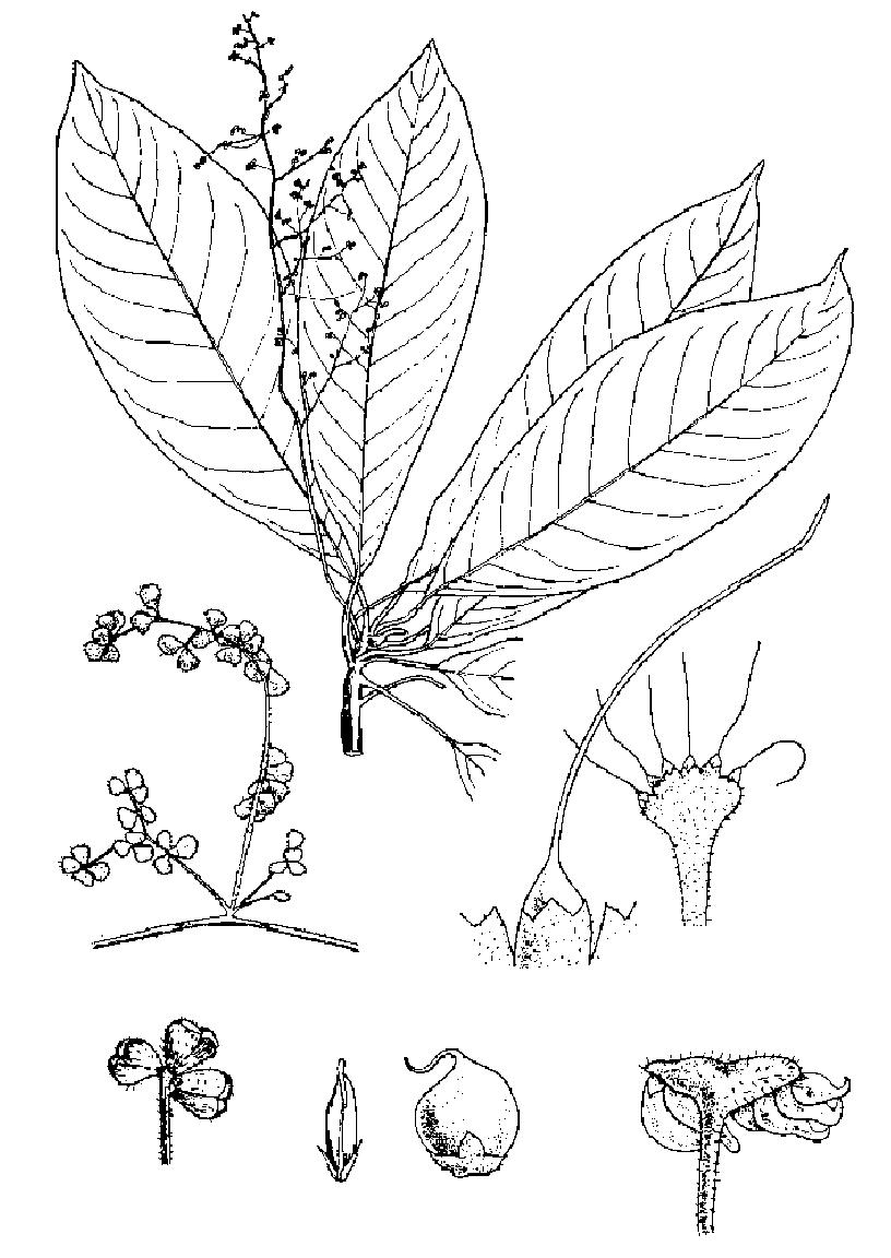 海南火麻樹(shù)