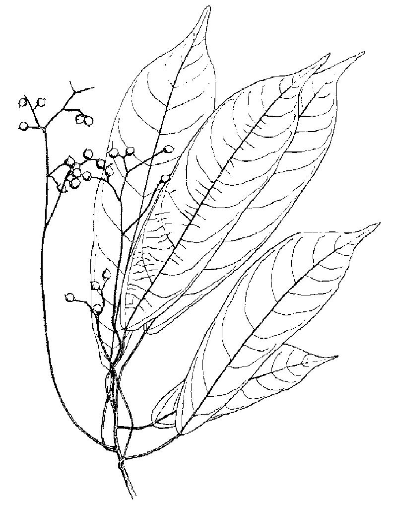 全緣火麻樹