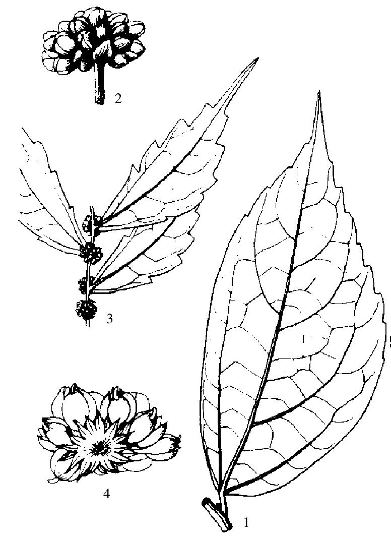 細(xì)尾樓梯草