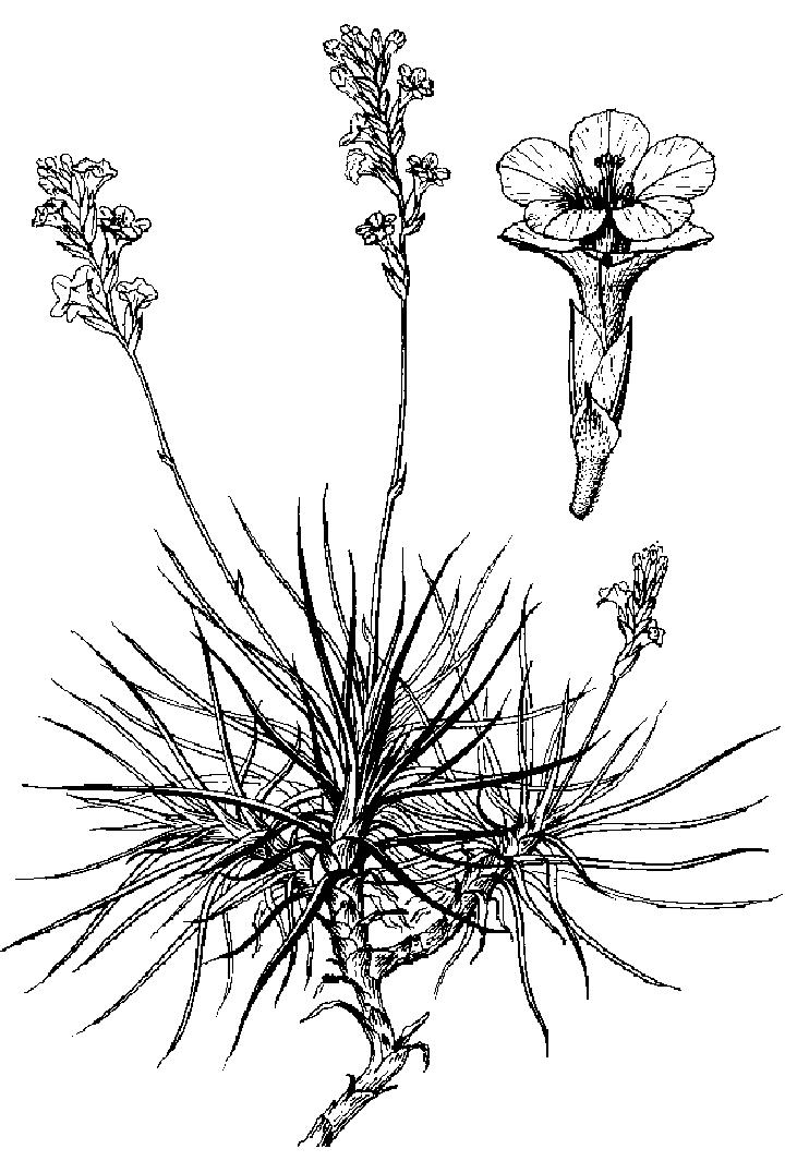 刺葉彩花