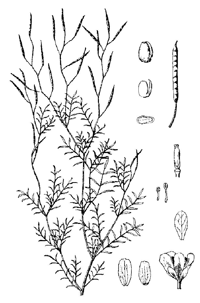 小花碎米薺