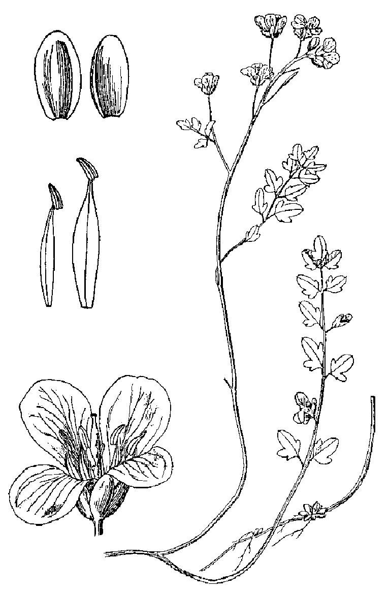 大花弯蕊芥