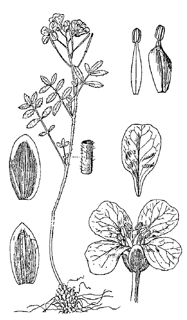 宽翅弯蕊芥