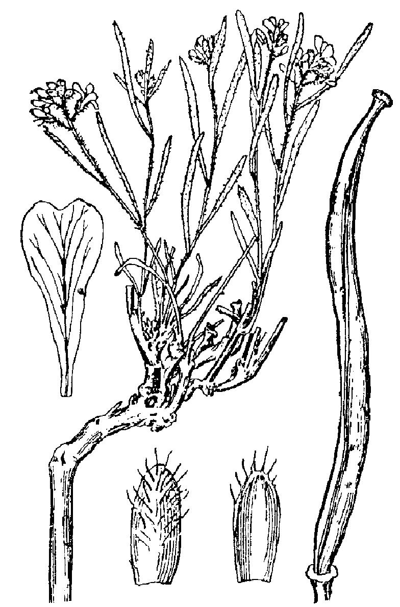 白毛花旗桿