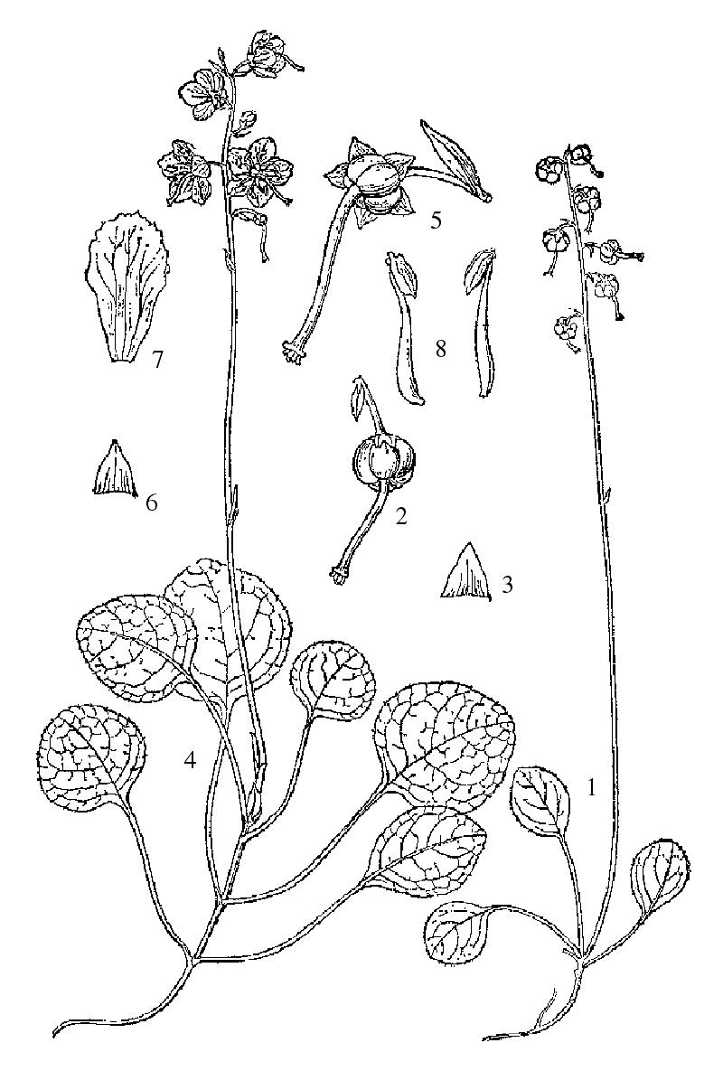 綠花鹿蹄草