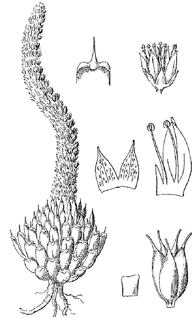 黃花瓦松